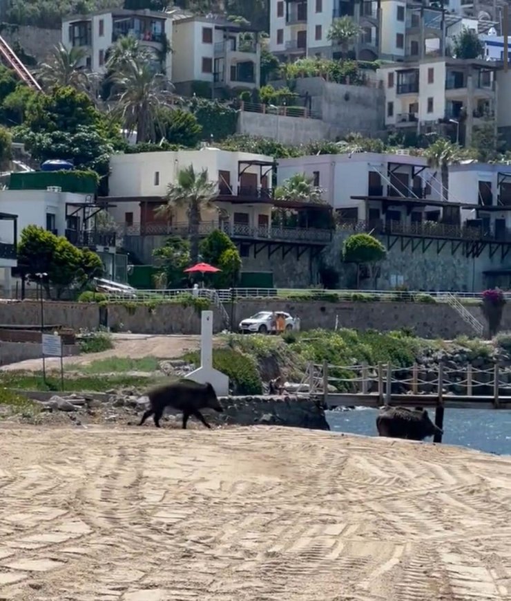 Bodrum'da iki yaban domuzu plaja indi