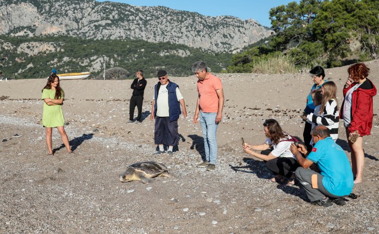 Deniz kaplumbağasının gündüz yuva çalışması için önlem aldılar