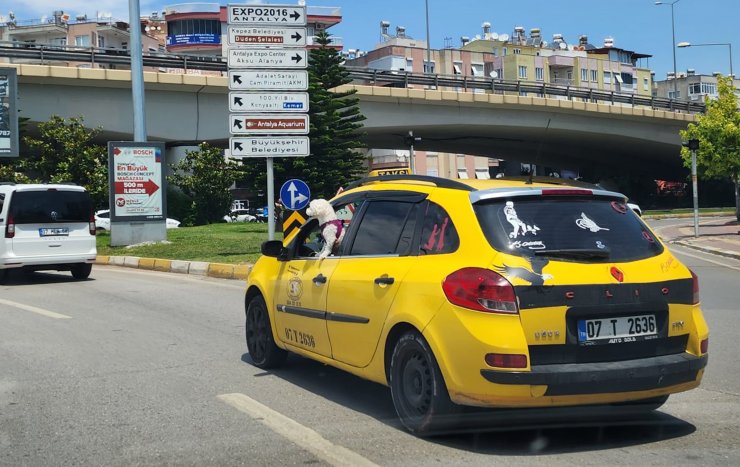 Köpeğin takside tehlikeli yolculuğu kamerada