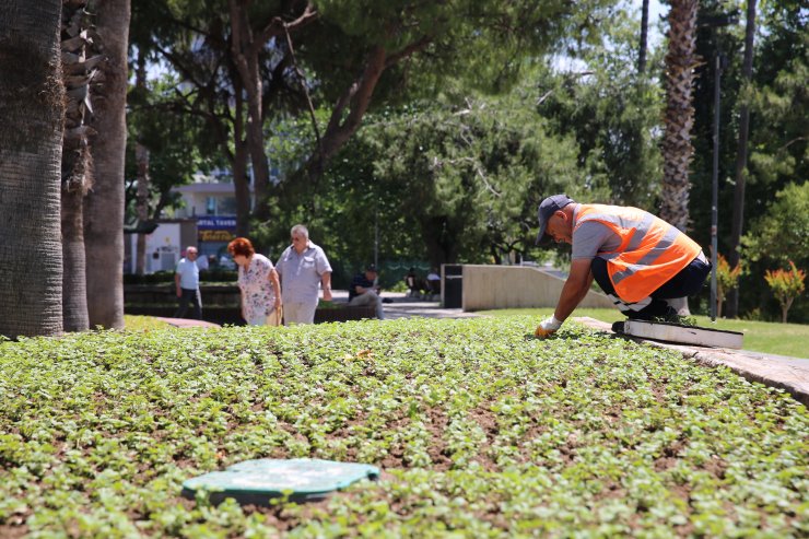 Antalya caddelerine 300 bin çiçek dikildi