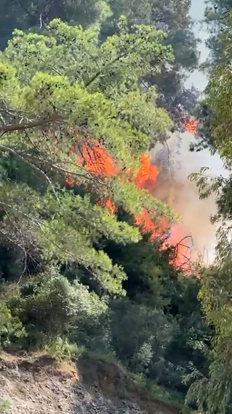 Antalya'da orman yangını (1)