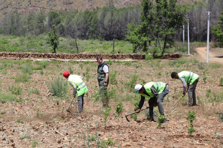 Marmaris'te yangın sonrası yeniden yeşeren alan havadan görüntülendi