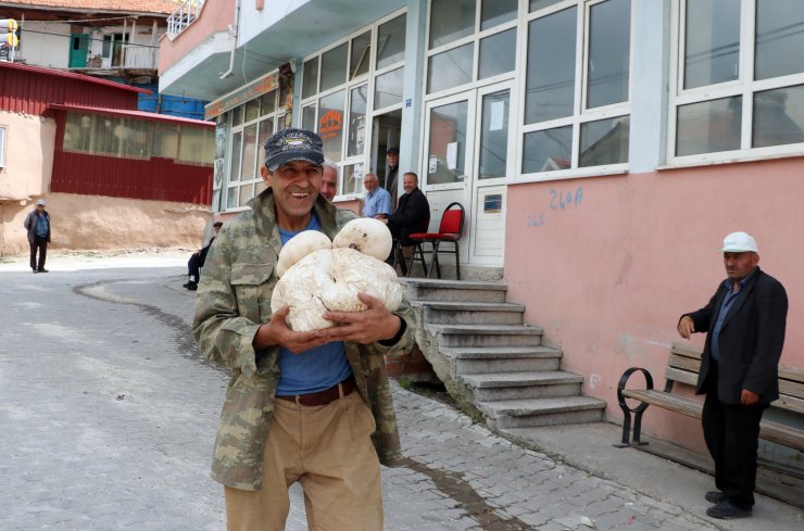 Doğada 3 kilo 135 gram mantar buldu