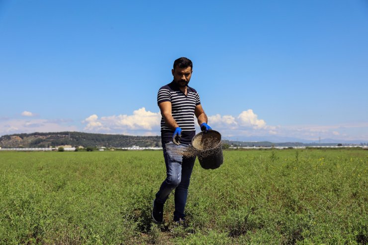 Aksu'daki meralarda iyileştirme çalışması