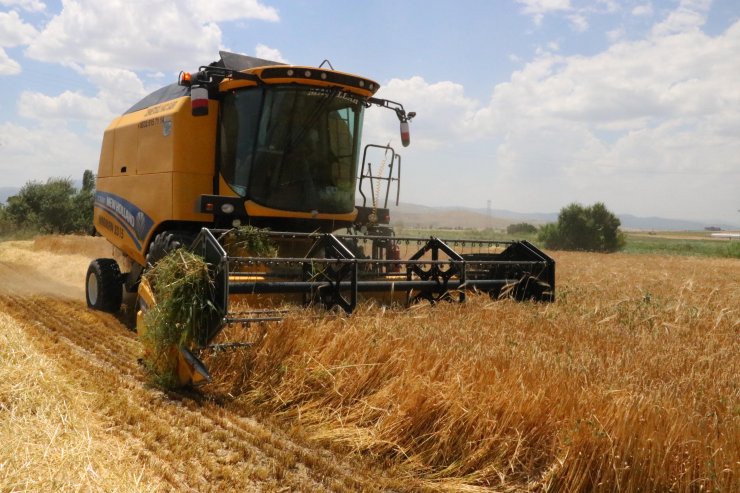 Sandıklı'da hububat hasadı başladı