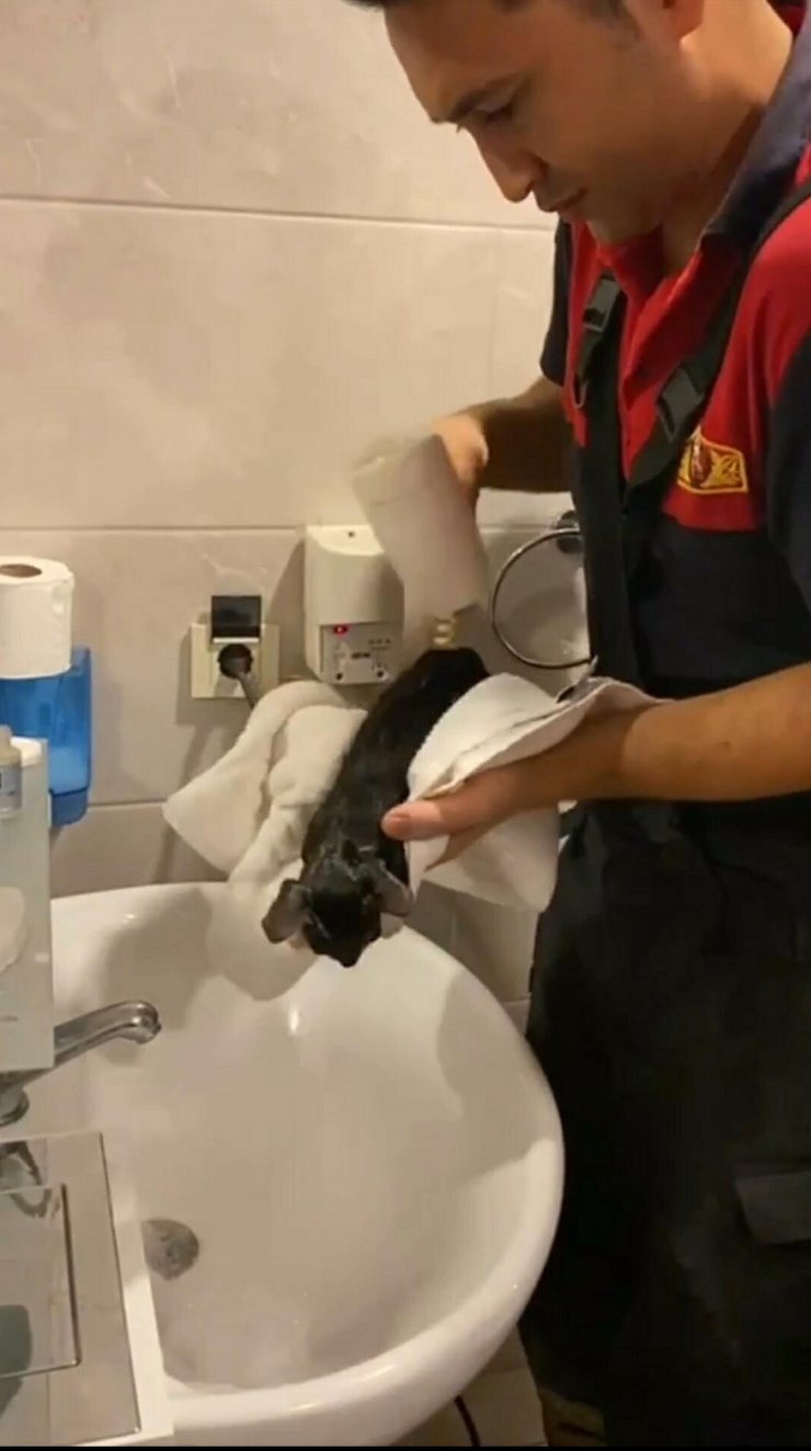 Tuvaletin gider borusuna sıkışan kedi görüntüleme cihazıyla kurtarıldı