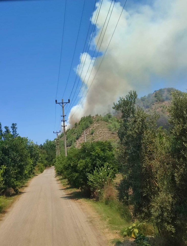 Muğla'da orman yangını