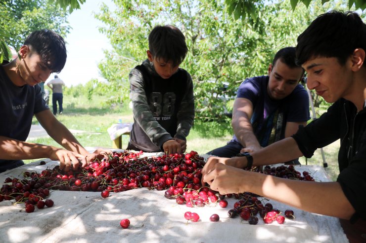 Kiraz bahçelerinin çocuk işçileri