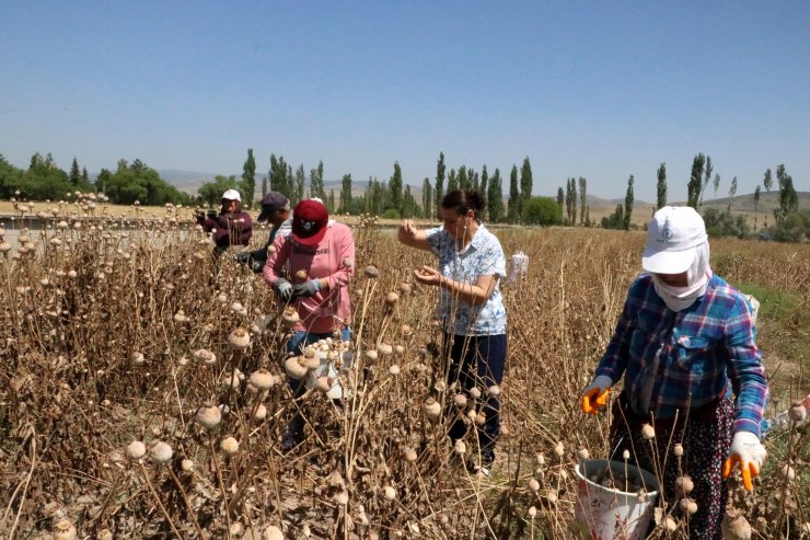 Haşhaşta 1400 ton rekolte bekleniyor