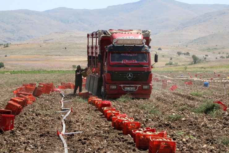 Patates fiyatı memnun etti, düşük verim üzdü