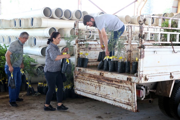 Büyükşehir Belediyesi 10 biner adet ceviz ve zeytin fidanı hibe etti