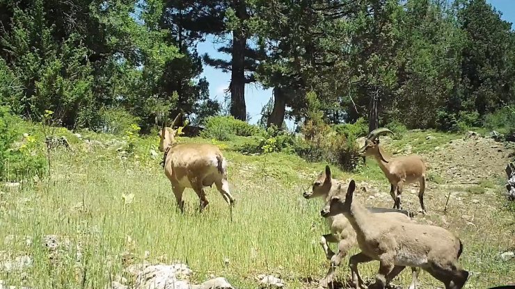 Burdur'a bırakılan yaban keçileri üremeye başladı