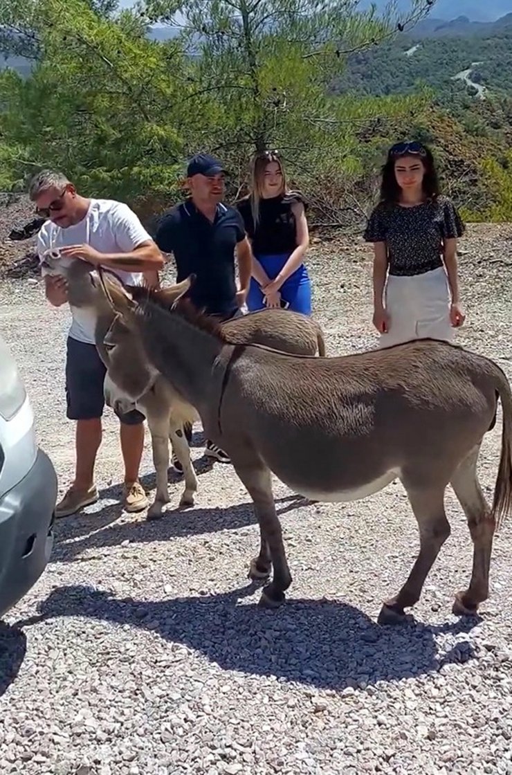 Muğla'da trafikte 'yaban eşeği' tehlikesi