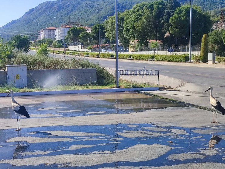 Leylekler fıskiye karşısına geçerek serinliyor