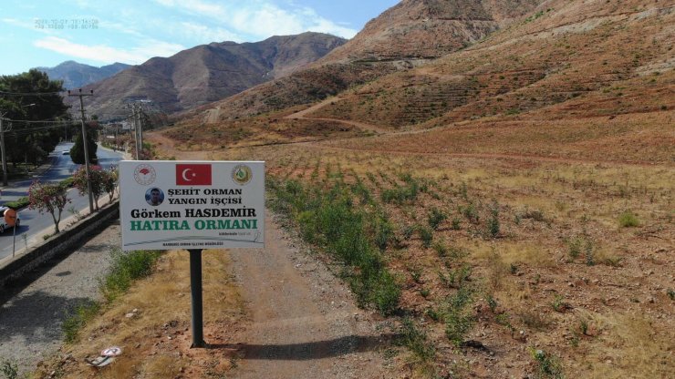 Muğla'daki büyük yangınların 2'nci yılında yanan alanlar tekrar yeşeriyor