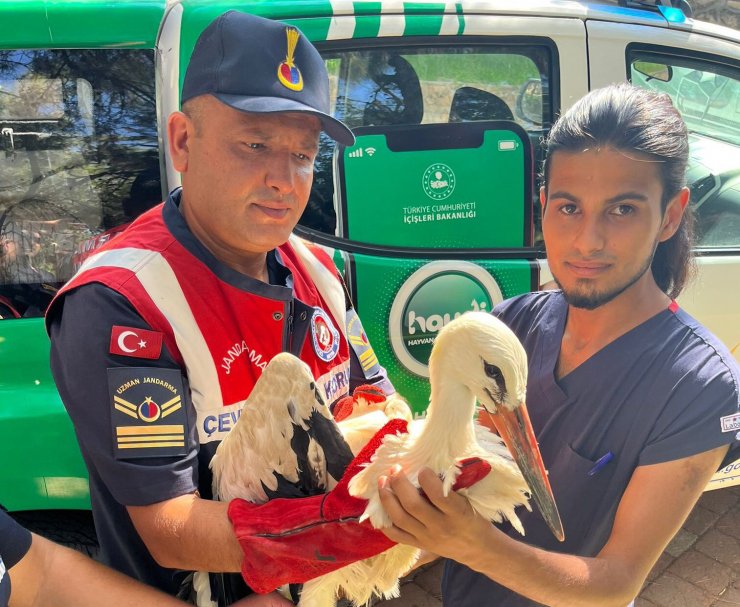 Bitkin düşen leyleği jandarma kurtarıldı