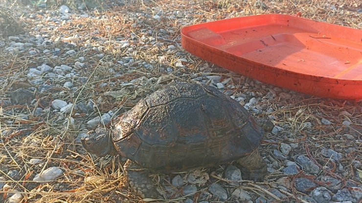 Bodrum'da makilik yangını (2)