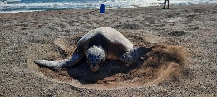 İztuzu Plajı'nda caretta yuva sayısı 700'e ulaştı