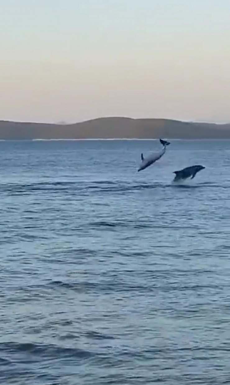 Bodrum'da balıkçılar, yunusların gösterisini görüntüledi