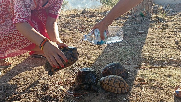 Maki yangınında kurtarılan kaplumbağalar tedaviye alındı