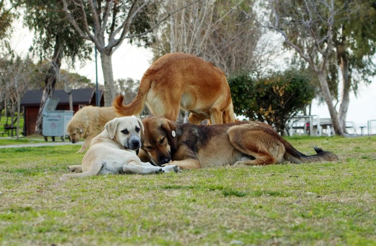 'Başıboş köpekler için ormanda yer ayıralım' önerisi