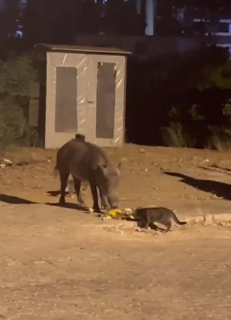 Domuz ve kedi birlikte yedi; o anlar kamerada