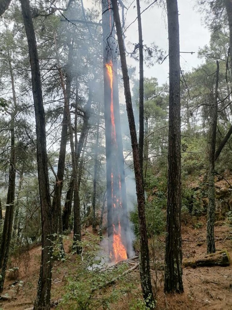 Muğla'da 1 günde düşen yıldırımlar nedeniyle 36 yangın çıktı