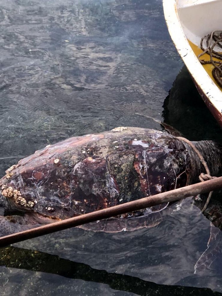 Bodrum’da kıyıda bulunan caretta caretta öldü