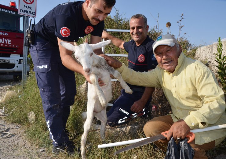 Kuyuya düşen oğlağı itfaiye kurtardı