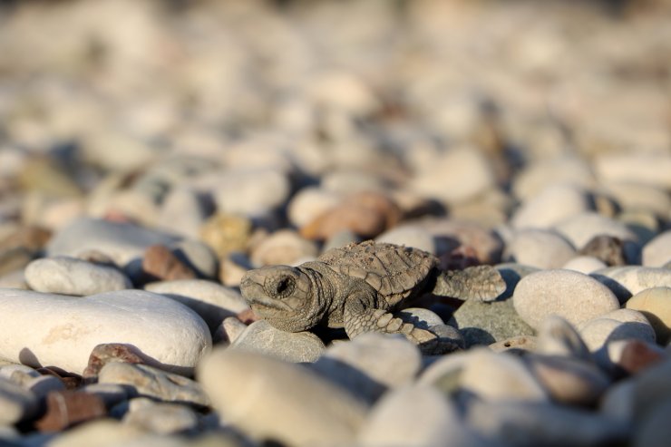 Çıralı'da denizle buluşan yavru caretta sayısı yüzde 38 arttı