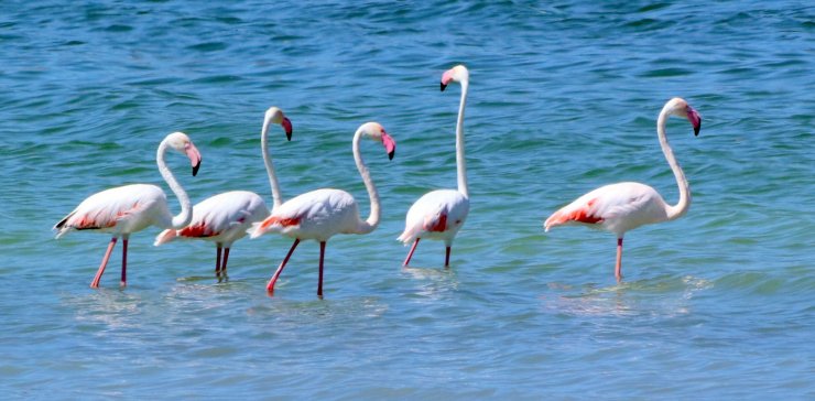 Flamingolar kuruma tehlikesi bulunan Burdur Gölü'nde