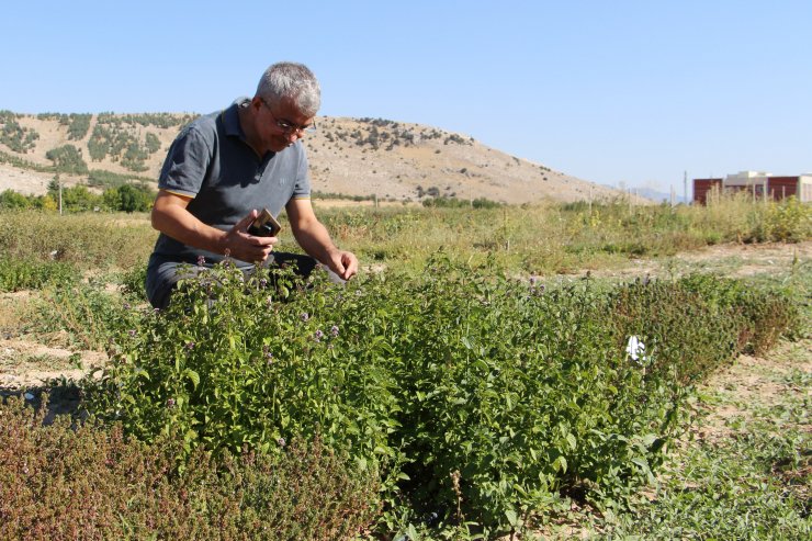 Isparta'da kurulan bahçe, mentollü nane yağında dışa bağımlılıktan kurtaracak